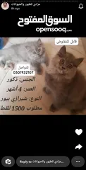  2 قطط شيرازي بمختلف الاعمار