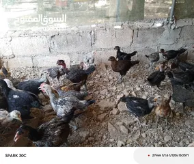  1 فراخ بلدي ومشكل