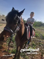  8 مهر عربي أصيل مسجل للبيع ابن بطل الاسم روكت
