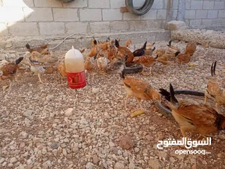  9 صوص بلدي للبيع