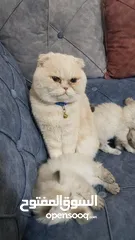  8 قطط هملايا للبيع
