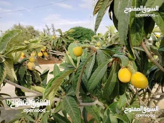  29 مزرعة لقطة مميزة مع بيت طابقين مطلة ومرتفعة