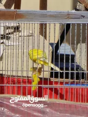  5 ذكر كنار بندوق ليموني  بجنن