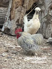  2 دجاج كوشن اجنبي