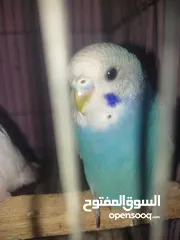  1 عصافير استرالي شباب فواتح للبيع