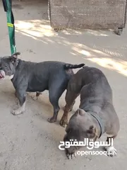  4 متاح أمريكان بولي بوكت