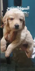  1 golden retriever puppies