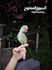  3 ببغاء كاسندرا جامبو