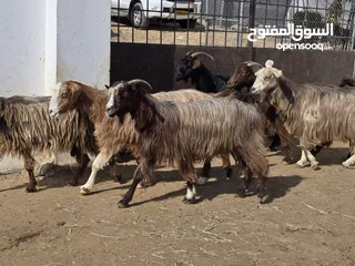  2 غنم جباليات شي عشرات وشي ذبايح حلوات ع 36 اخر ف الرأس بالجمله البيع جمله فقط