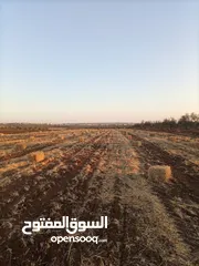  5 بالات تبن قمح للبيع