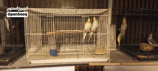  4 طيور كوكتيل بسعر مناسب التفاصيل في الوصف