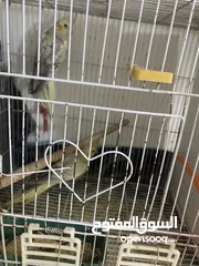  2 جوز كوكتيل طفرات