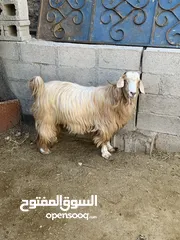  1 شاه للبيع ماشاءالله مال لحم عاقر