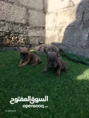  9 فرنش بولدوج و بومرينين  French Bulldog and  Pomeranian