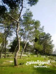  5 1000 متر مربع في اكتابا للبيع