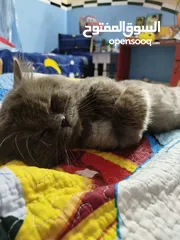  7 قط شيرازي سكني جميل للبيع يحب صاحبه جدا ايا يكن يحب الإسترخاء والنوم