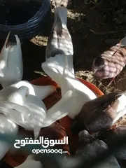  1 حمام  جميل ونظيف جدا وخالي من الأمراض