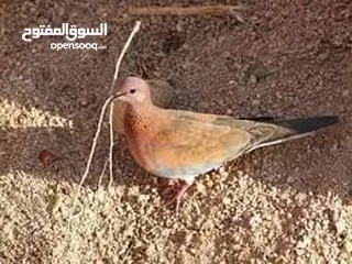  9 للبيع حمام السيح +صفارد عمانيه+ للبيع طيور الكزنجو الوان مختلفه