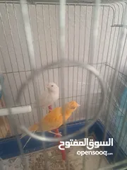  1 جوزين كنار للللل