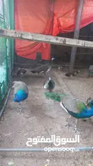  4 طاووس  للبيع