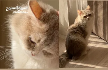  1 للتبني قطه شيرازيه العمر 6 سنوات ( صغيره الحجم )