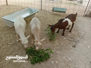  3 جيكيات للبيع