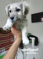  5 كلاب لولو فوكس مستوى عالي عمر شهرين و نص ماء شاء الله حبات مرتبه بسعر مغري مقارنه بسعر سوق