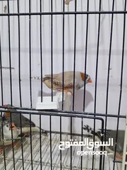  9 زيبرا مكس انقلش