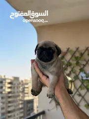  15 جراوي بج، pug puppies