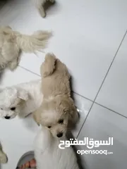  2 انثى فرنش تيرير عمر شهرين   puppy 2-months female - French Terrier