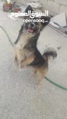  2 كلب زينه للبيع