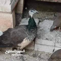  1 طاووس هندي وشنار بلدي