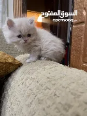  2 قطط بريتش للبيع