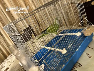  3 ببغاء كويكر ذكر