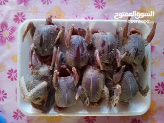  2 حمام منظف وجاهز للطبخ