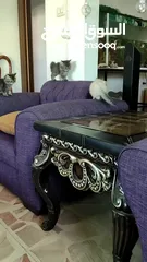  11 بيع قطط برتش