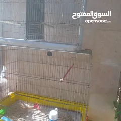  5 قفاص بحال الوكاله لتواصل الزرقاء