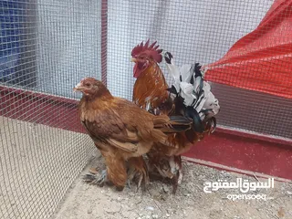  3 للبيع دجاج كوشن