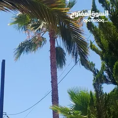  4 اشجار نخيل