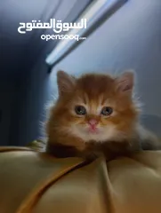  2 قطط منزليات اقرئالوصف