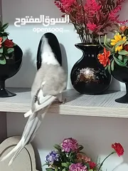  10 زوج كوكتيل وايت فيس