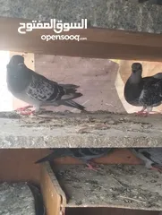  5 حمام شغال ميه ميه
