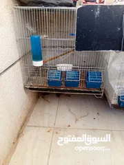  5 جوز وذكر جنة جامبو وذكر هوجو