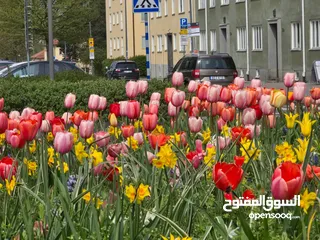  1 حضانة منزلية معلمة الصفوف الابتدائية مدرس لغة إنجليزية  الزرقاء جبل طارق ( الصف الأول - الصف السادس)