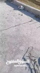  6 ارانب للبيع