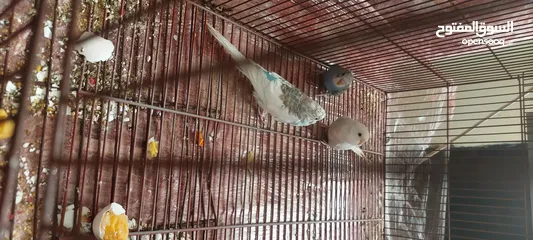  1 طيور زينه للبيع  ما بعرف لا بنوع ولا بجنس