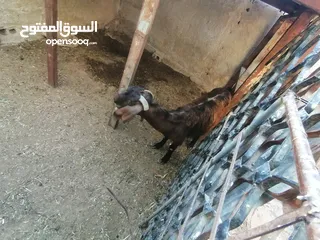  2 عنز جلد براسها...... السن صافه.... ماشاء الله عنها.... ديدها هشوش... تالي حليب.... شوف الفيد