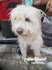  1 كلبة لعوبة ومرحه ما بعرف كم عمرها