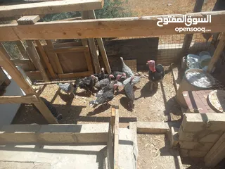  2 بسم الله ماشاء الله متوفر فراخ حبش عمر 4 شهور 4 حبات لون ازرق و7 حبات لون أسود للاسفسار ع الرقم 0775
