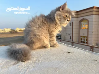  4 "Charming 2.5-Month-Old Persian/Angora Female Kitten – Gray & White with Light Green Eyes!"